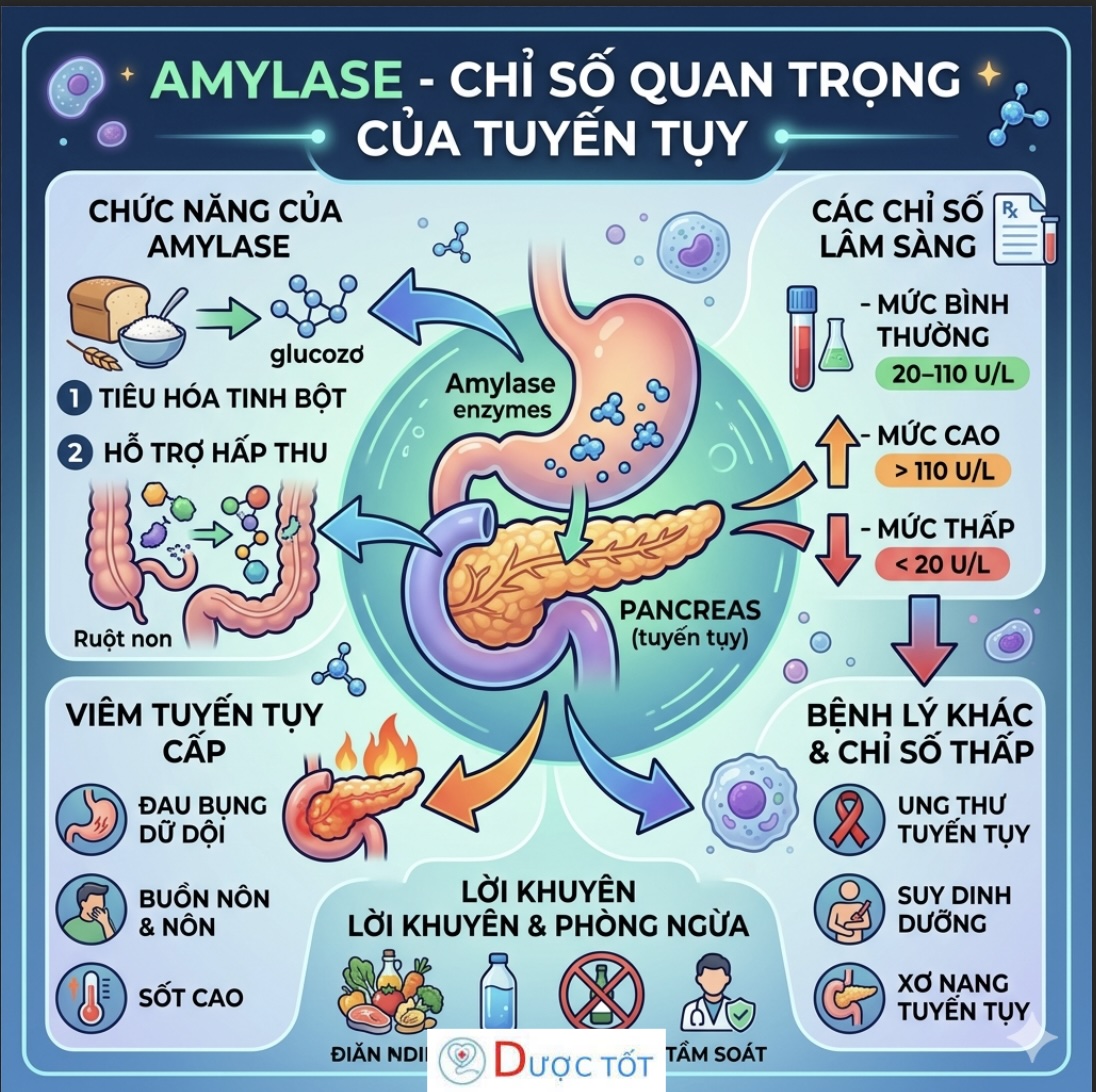 AMYLASE – CHỈ SỐ QUAN TRỌNG CỦA TUYẾN TỤY