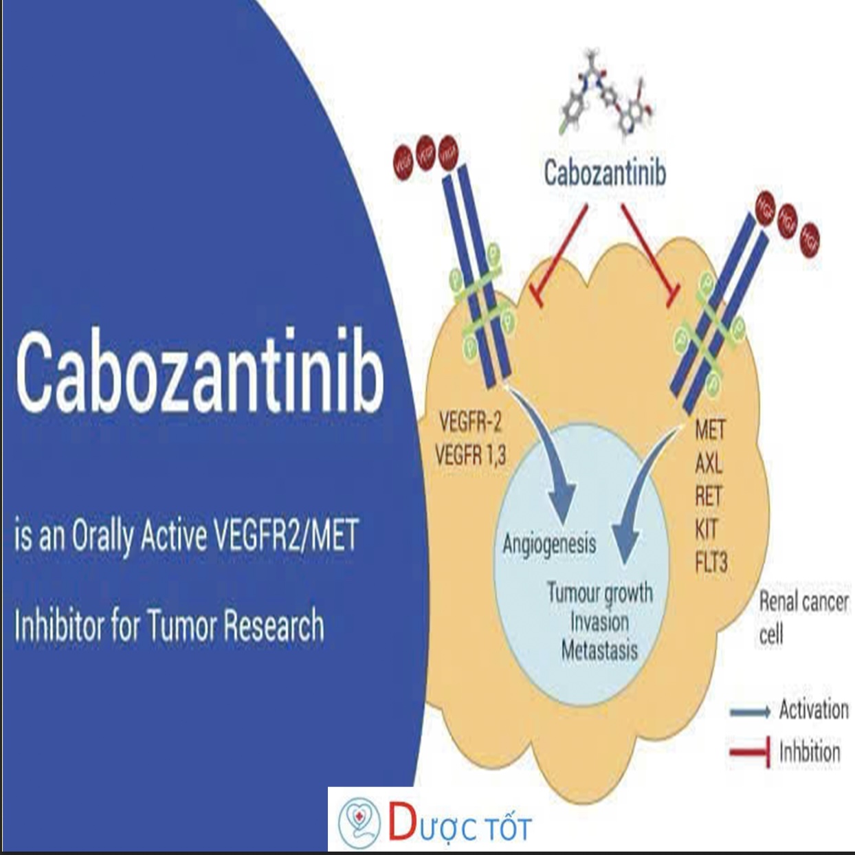 CABOZANTINIB TRONG ĐIỀU TRỊ UNG THƯ TUYẾN GIÁP THỂ TỦY 