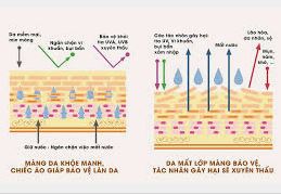 Da mất hàng rào bảo vệ & Cách phục hồi
