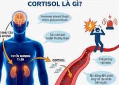 Cortisol cao kéo dài- "kẻ phá hoại thầm lặng của cơ thể"