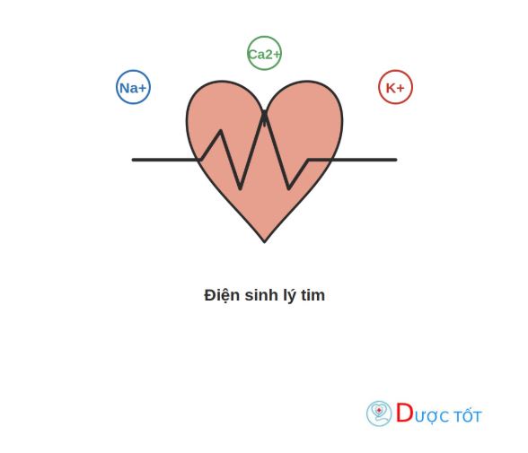 Điện sinh lý tim: Cơ chế hoạt động và nhịp tim bình thường