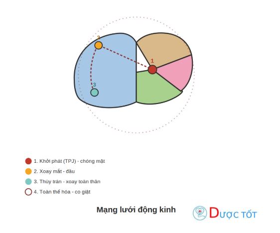 Mạng lưới động kinh: Vì sao tổn thương vùng sau gây chóng mặt rồi xoay đầu