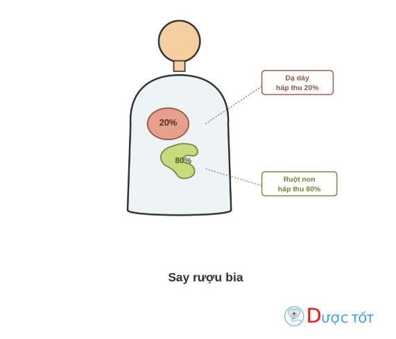 Say rượu bia: Cơ chế, lượng uống và cách uống an toàn