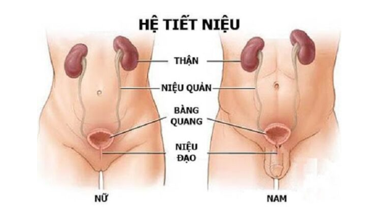 Đơn thuốc điều trị viêm đường tiết niệu khi mang thai tuần 18 hiệu quả an toàn