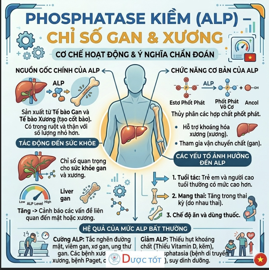 PHOSPHATASE KIỀM (ALP) – CHỈ SỐ GAN & XƯƠNG