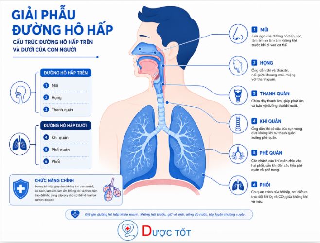 Phân loại viêm đường hô hấp cấp: viêm hô hấp trên và viêm hô hấp dưới