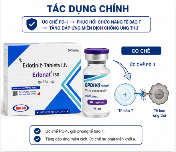 Tác dụng của thuốc Erlonat 150mg