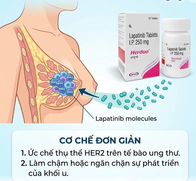 Herduo 250mg điều trị ung thư vú Herduo 250mg điều trị ung thư vú