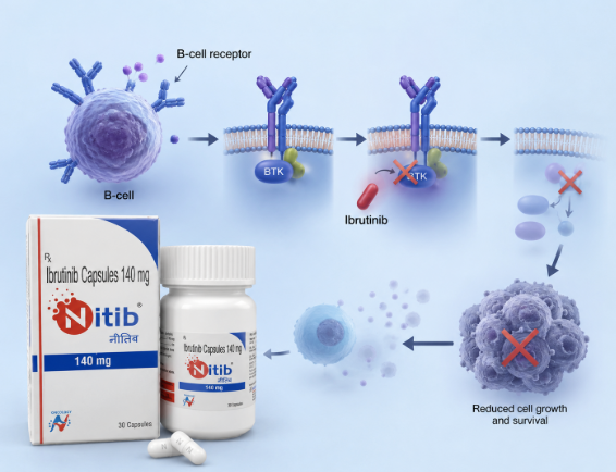 Hình minh họa cơ chế tác dụng của Nitib 140mg chứa Ibrutinib ức chế BTK, ngăn tín hiệu tăng sinh tế bào lympho B ác tính và làm chậm sự phát triển của tế bào ung thư.