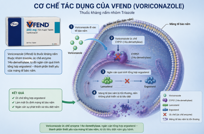 Cơ chế tác dụng của Voriconazole trong Vfend 200mg ức chế enzyme 14-alpha-demethylase, làm giảm tổng hợp ergosterol và phá hủy màng tế bào nấm