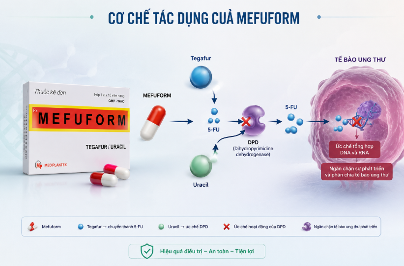 Hình minh hoạ cơ chế tác dụng của thuốc Mefuform