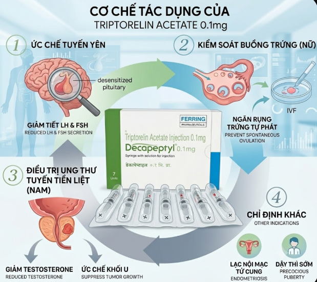 Mình minh hoạ cơ chế tác dụng của thuốc Decapeptyl 0.1mg