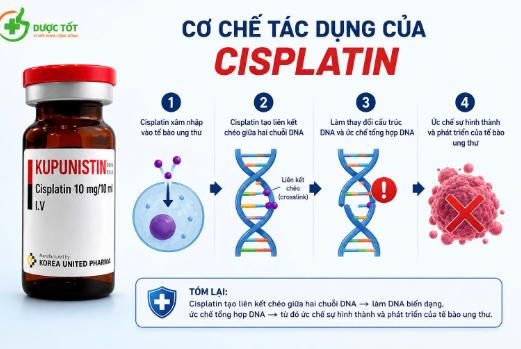 Cơ chế tác dụng của Kupunistin 10mg