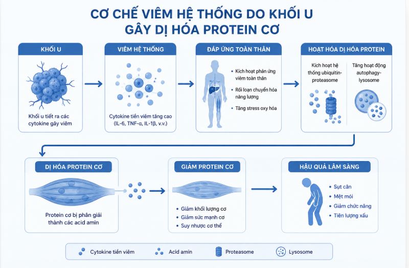 Teo cơ sau điều trị ung thư - Vì sao cơ thể yếu đi rõ rệt?