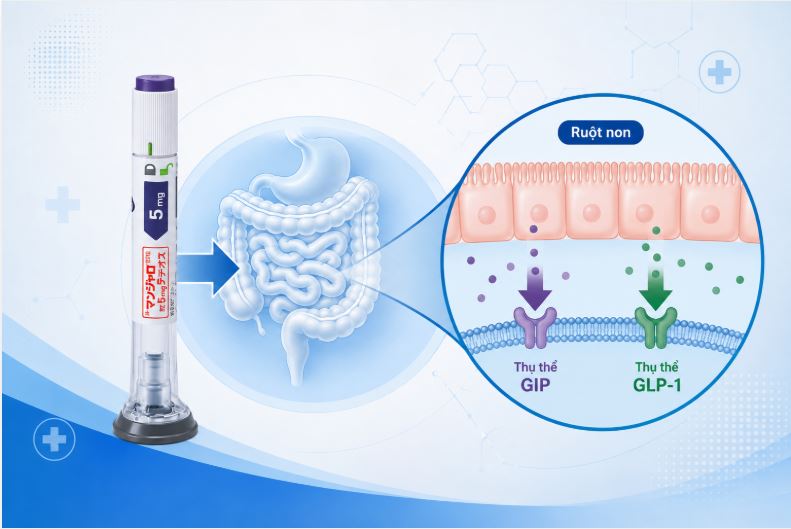 Mounjaro là gì - Cơ chế tác dụng kép GIP và GLP-1 của Mounjaro
