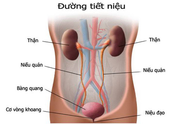 Thai 18 tuần bị viêm tiết niệu – Có nên dùng thuốc không?